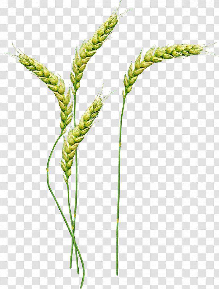 Wheat Clip Art - Grass Transparent PNG