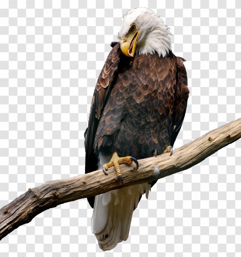 Eagle Bitmap Computer File - Bmp Format - On Branch Picture Transparent PNG