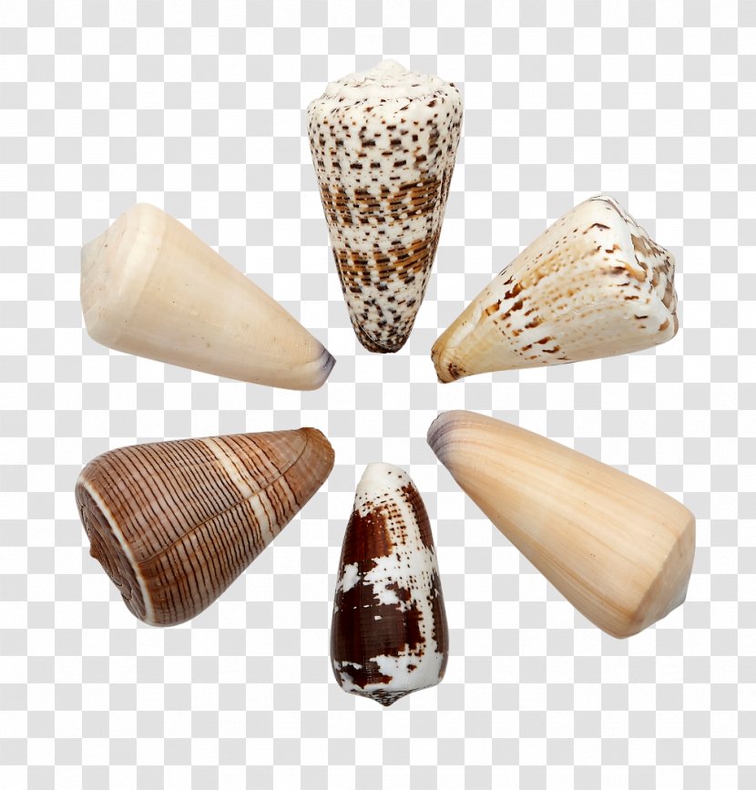 The Seashell Company Shore Conchology Transparent PNG