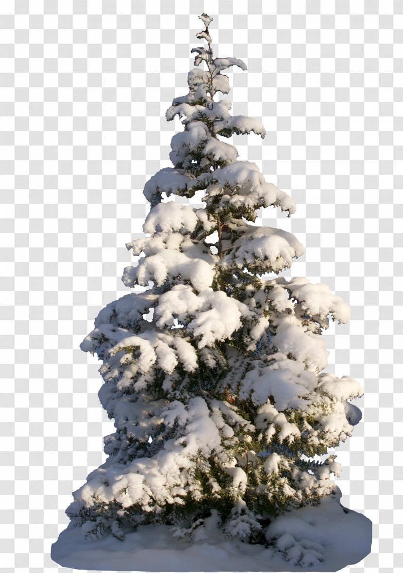 Christmas Tree Spruce Fir Transparent PNG