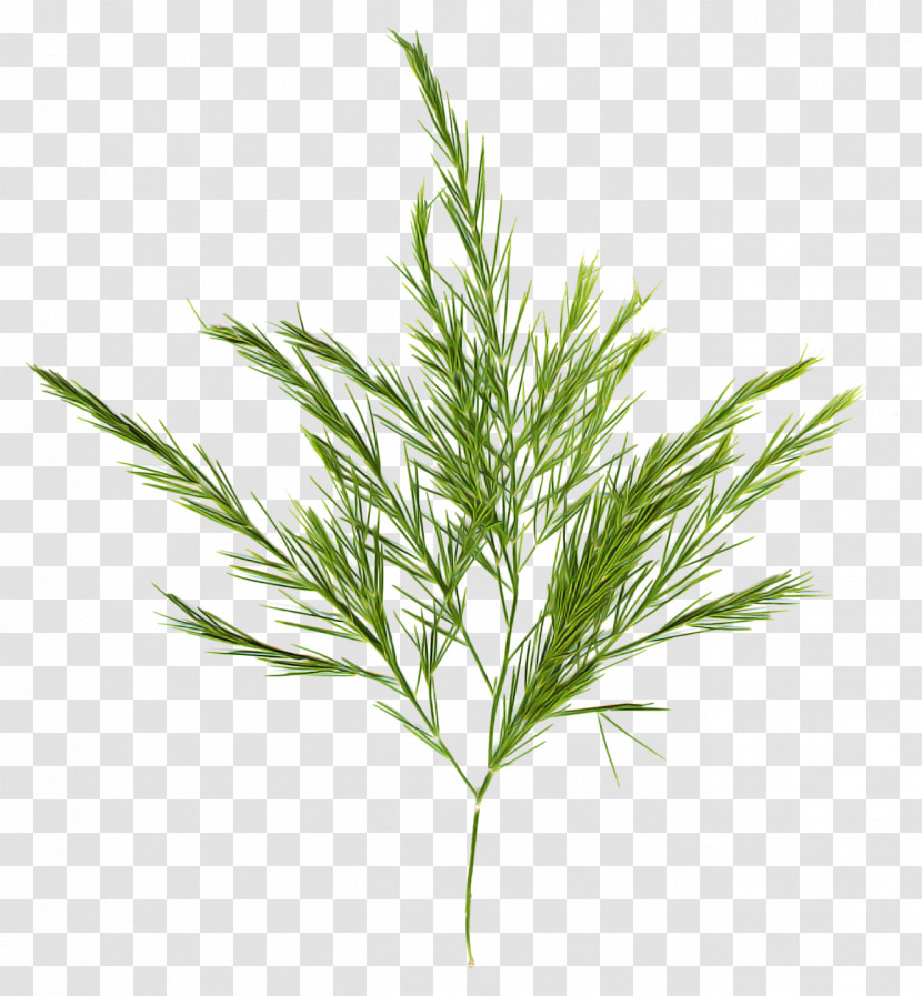 Rosemary Transparent PNG