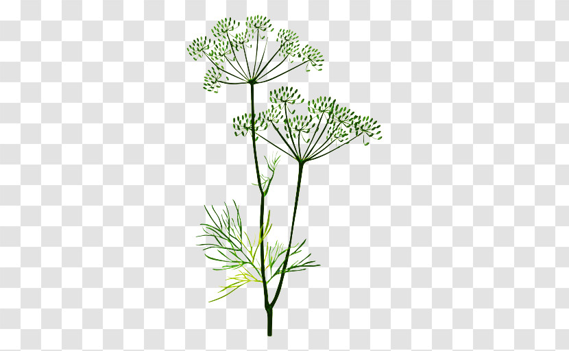 Plant Flower Heracleum (plant) Cow Parsley Parsley Family Transparent PNG