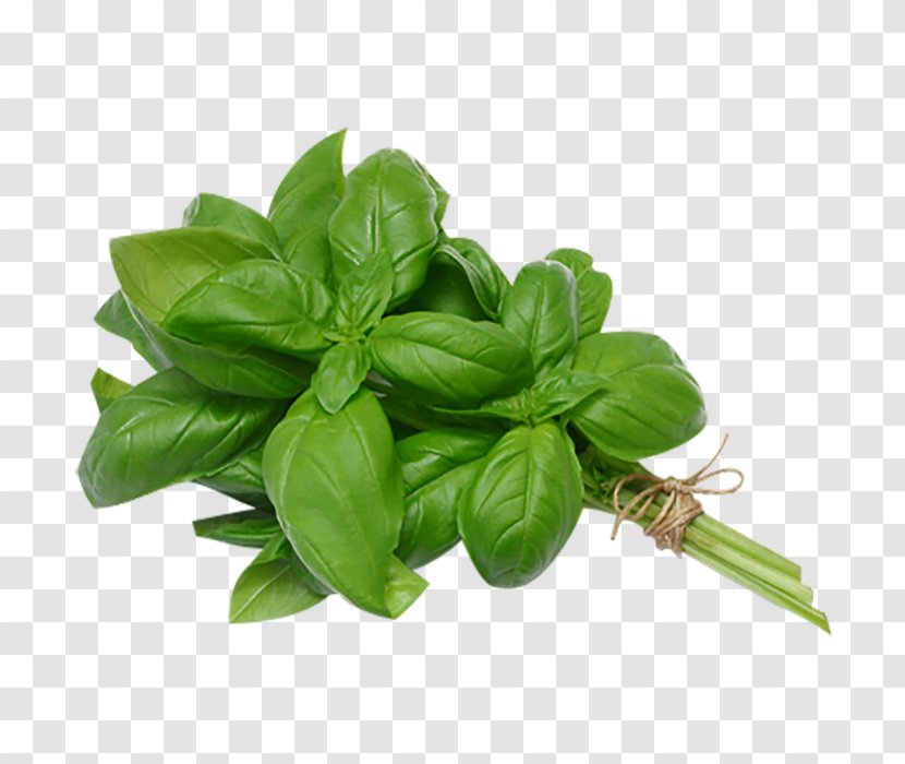 Thai Basil Italian Cuisine Pesto Herb - Bay Leaf - Salad Transparent PNG