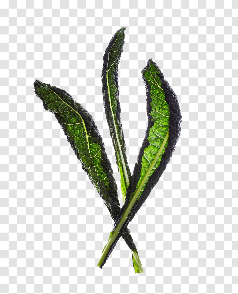 Leaf Vegetable Lettuce - Leaves Transparent PNG