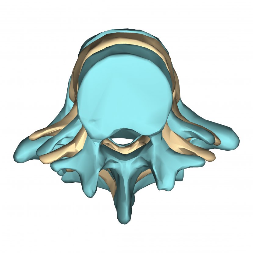 Skull Turquoise Organism Transparent PNG