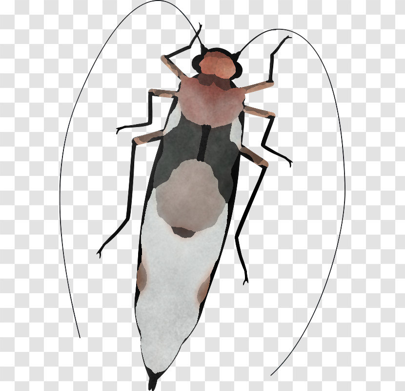 Insect Shoulder Pest Blister Beetles Cockroach Transparent PNG
