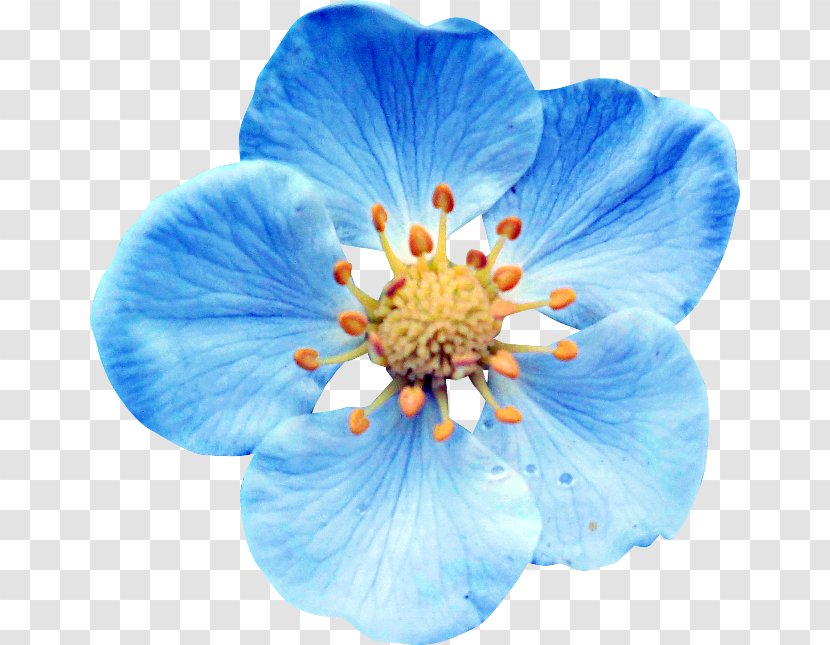 Flower Blue Clip Art - Petal Transparent PNG