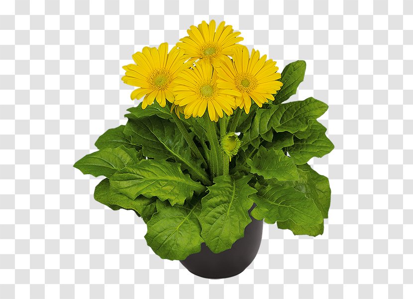 Transvaal Daisy Chrysanthemum Floristry Cut Flowers Flowerpot - Family - Yellow Shape Transparent PNG