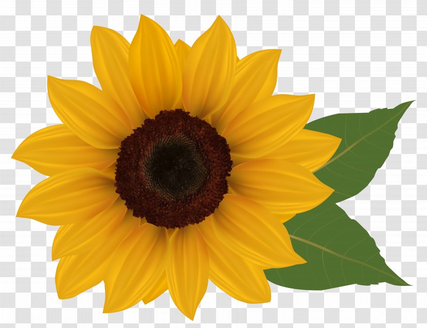 Common Sunflower Download Clip Art - Flower - Clipart Picture Transparent PNG