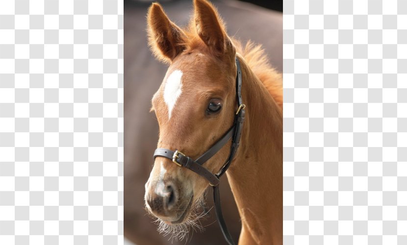 Foal Horse Halter Leather Lead - Shires Equestrian Transparent PNG
