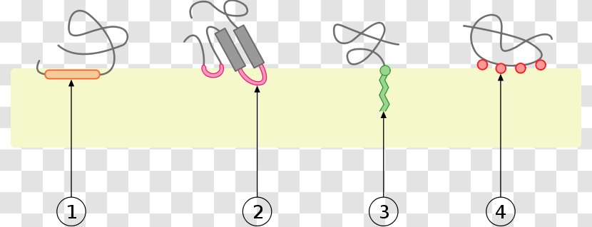 Integral Monotopic Protein Cell Membrane Biological - Diagram Transparent PNG