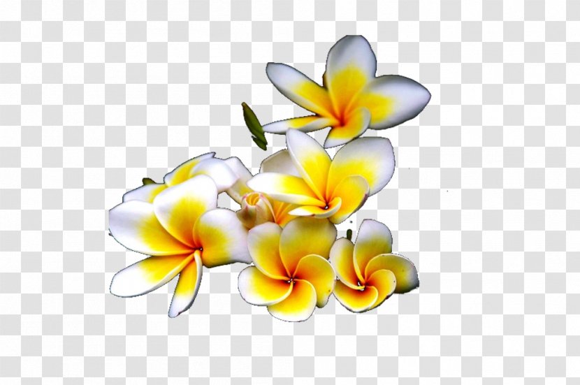 Moth Orchids Cut Flowers Floral Design Lilium Wallpaper - Flower - Hawaii Egg Photography Transparent PNG