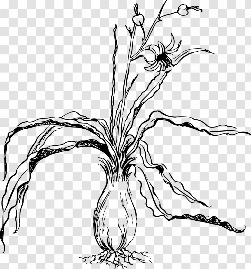 Clip Art Vector Graphics Image Free Content - Blackandwhite - Prairie Turnip Plant Transparent PNG