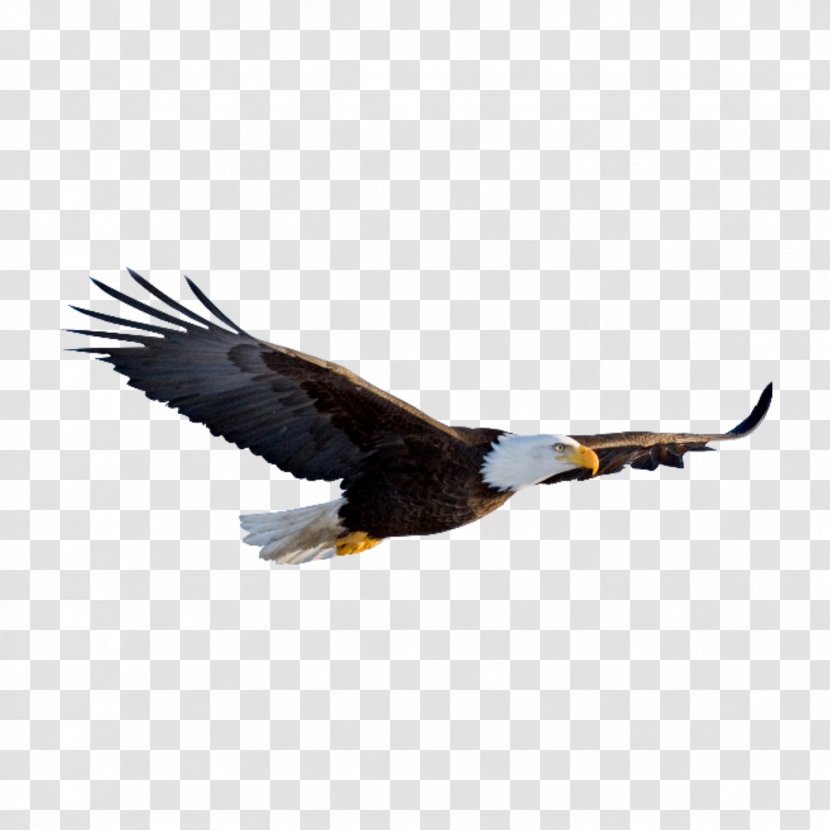 Bald Eagle Clip Art Desktop Wallpaper - Beak Transparent PNG