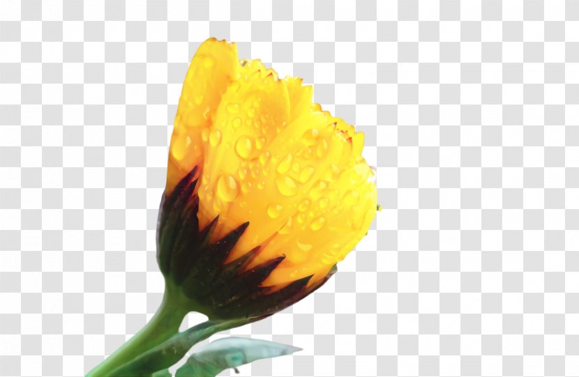 Marigold Flower - English Wildflower Transparent PNG
