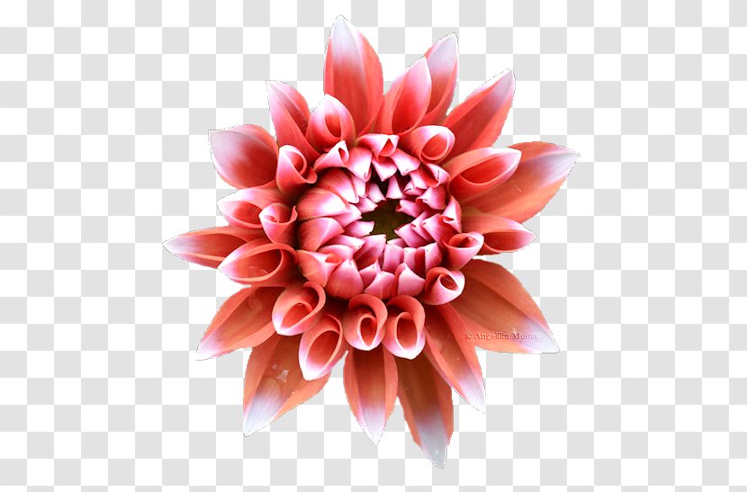 Dahlia Floral Design Cut Flowers Chrysanthemum Transparent PNG