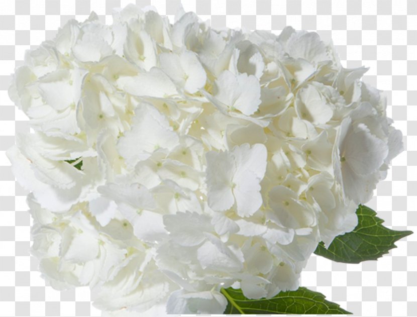 Hydrangea Flower Bouquet Cut Flowers Arum-lily - Green Transparent PNG
