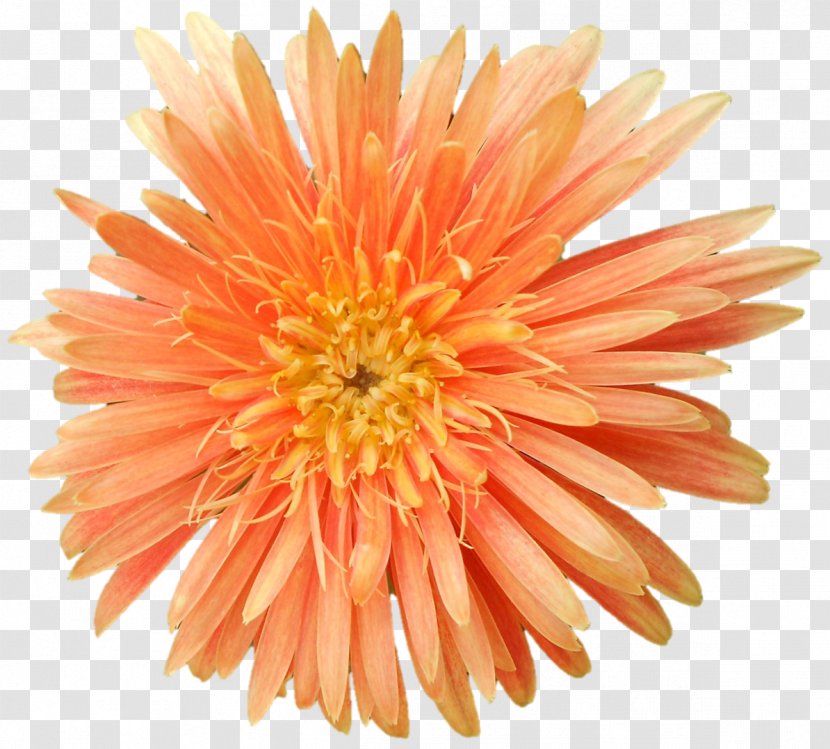 Transvaal Daisy Cut Flowers Chrysanthemum Dahlia Petal - Orange Transparent PNG