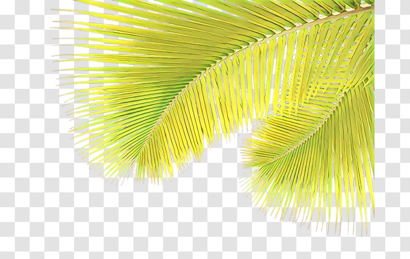 Palm Tree Background - Plant - Arecales Transparent PNG