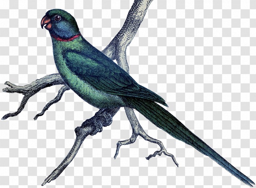 Pie Bird Parrot Parakeet - Figurine - Exotic Transparent PNG