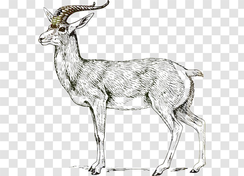 Bovidae Drawing Goat Impala Clip Art - Doodle Transparent PNG