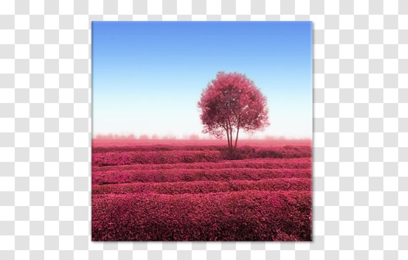 Desktop Wallpaper Ecoregion Stock Photography Pink M - Computer Transparent PNG