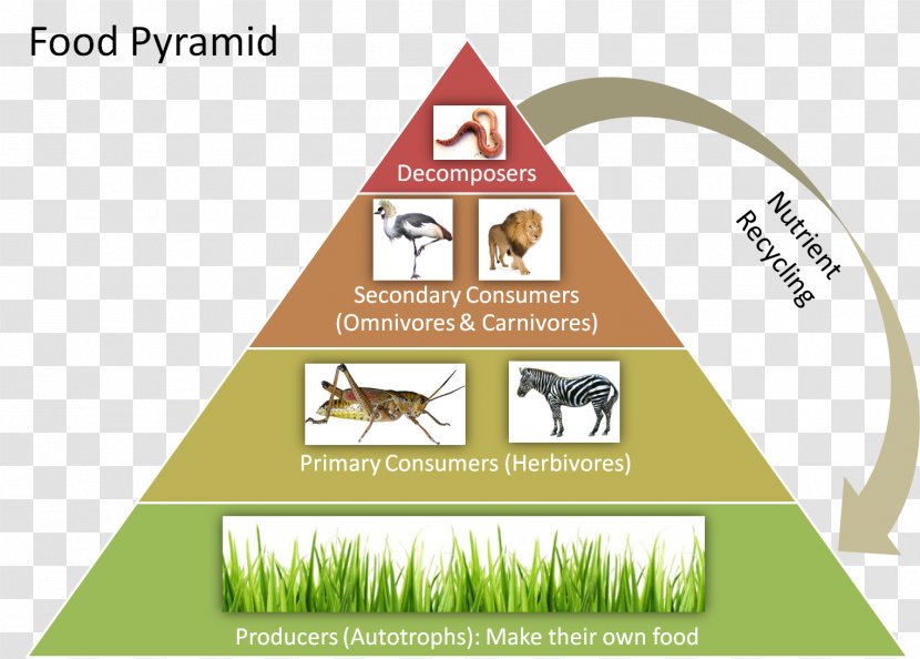 Food Chain Ecological Pyramid Web Trophic Level Ecology Transparent PNG