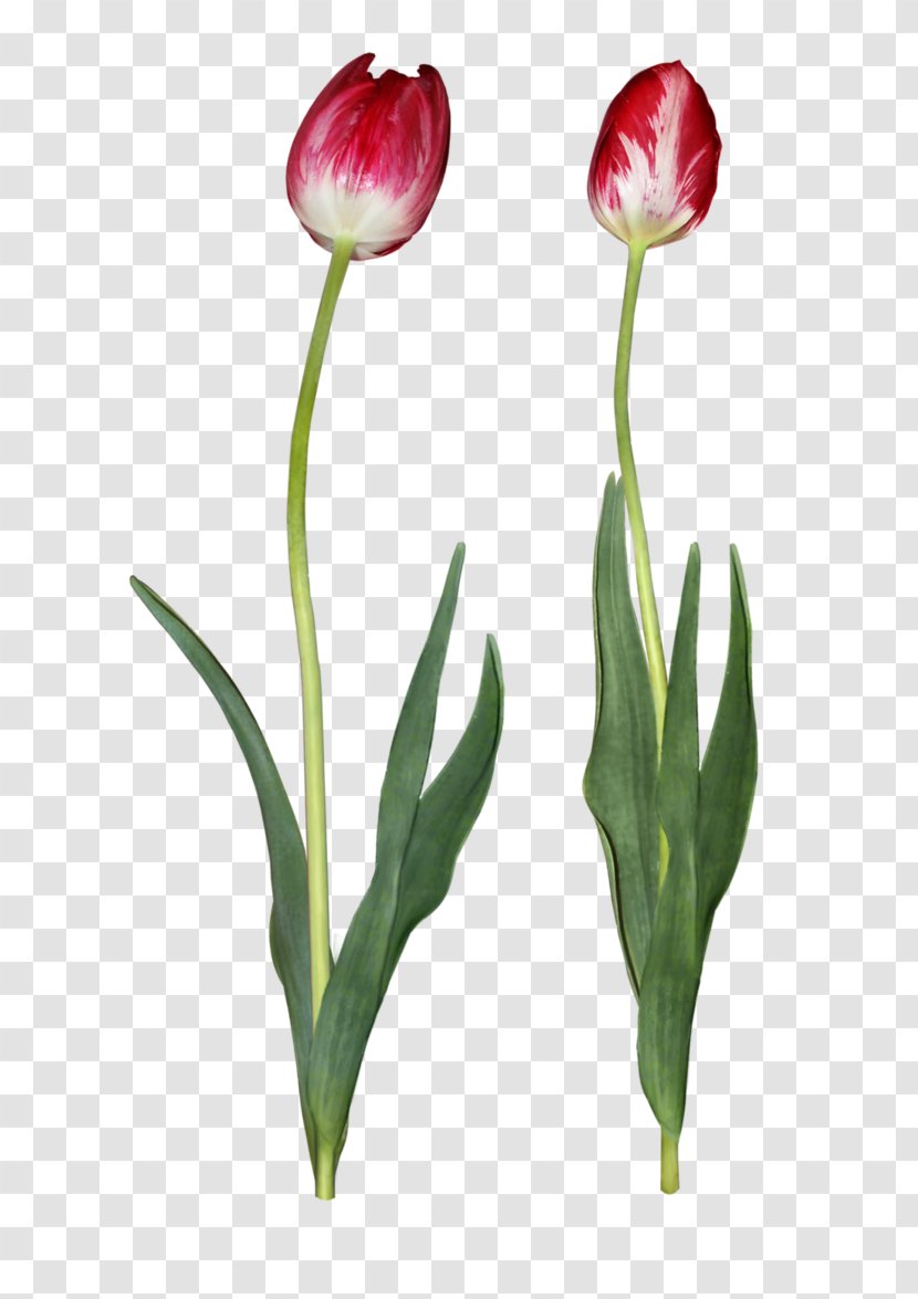 Tulip Cut Flowers - Petal Transparent PNG