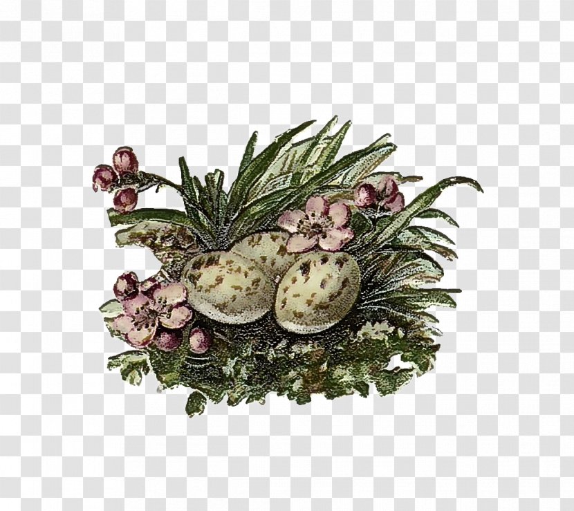 Pineapple - Grass - Fir Pine Family Transparent PNG