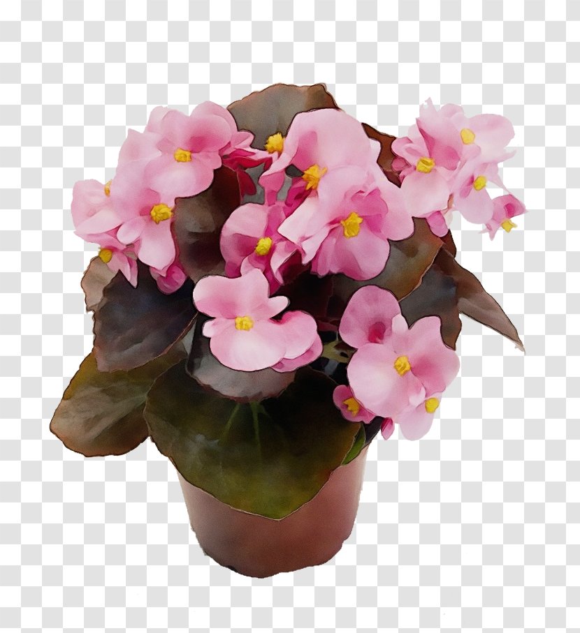 Flower Flowering Plant Pink Flowerpot - Bouquet Begonia Transparent PNG