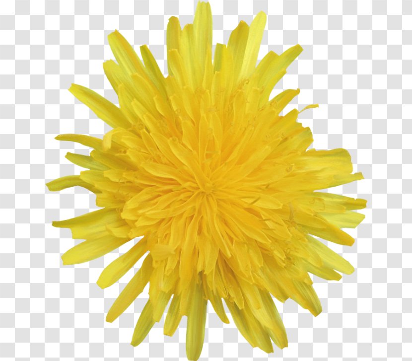 Yellow Flower Dandelion Photography White Transparent PNG