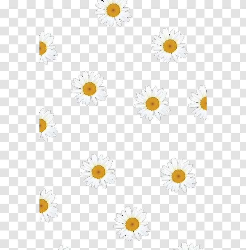 Oxeye Daisy Chrysanthemum Common Pattern - Floral Design - Small Flower Background Transparent PNG