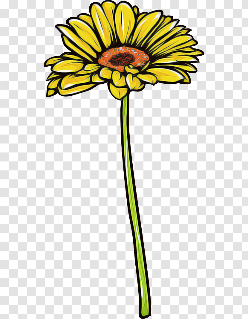 Gerbera Daisy Marguerite Transparent PNG