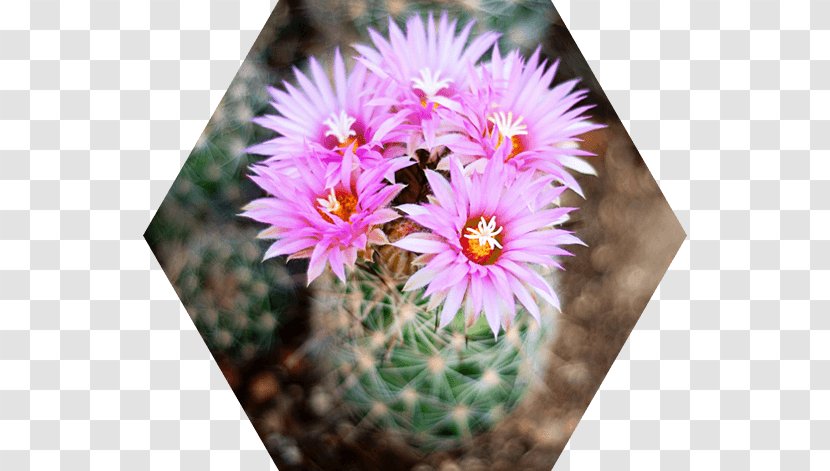 Cactus Flowers Mammillaria Saguaro Succulent Plant Strawberry Hedgehog - Desert-landscape Transparent PNG