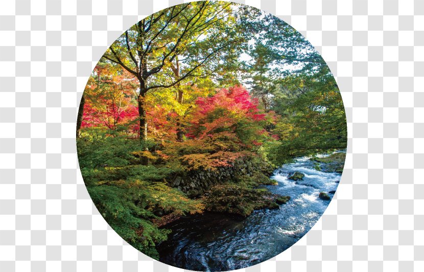 Mount Fuji Hotel Kaneyamaen Lake Kawaguchi Japanese Garden - Early Autumn Transparent PNG