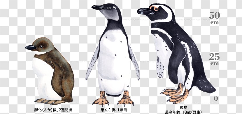 King Penguin Cartoon Beak Carnivora - Bird - Magellan Transparent PNG