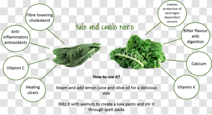 Vegetable Cabbage Produce Lacinato Kale Beetroot - Recipes Transparent PNG