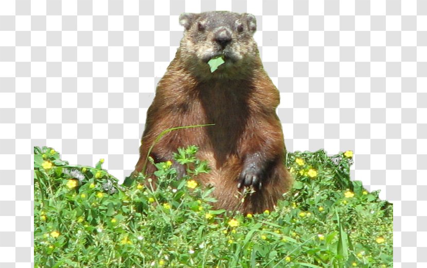 Groundhog Day Eating The Garden - Burrow Transparent PNG