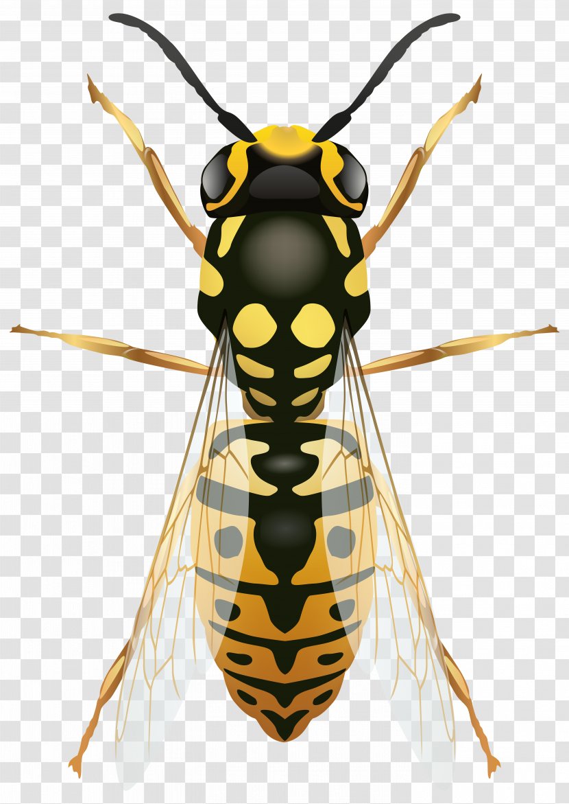 Bee Insect Wasp Clip Art Transparent PNG