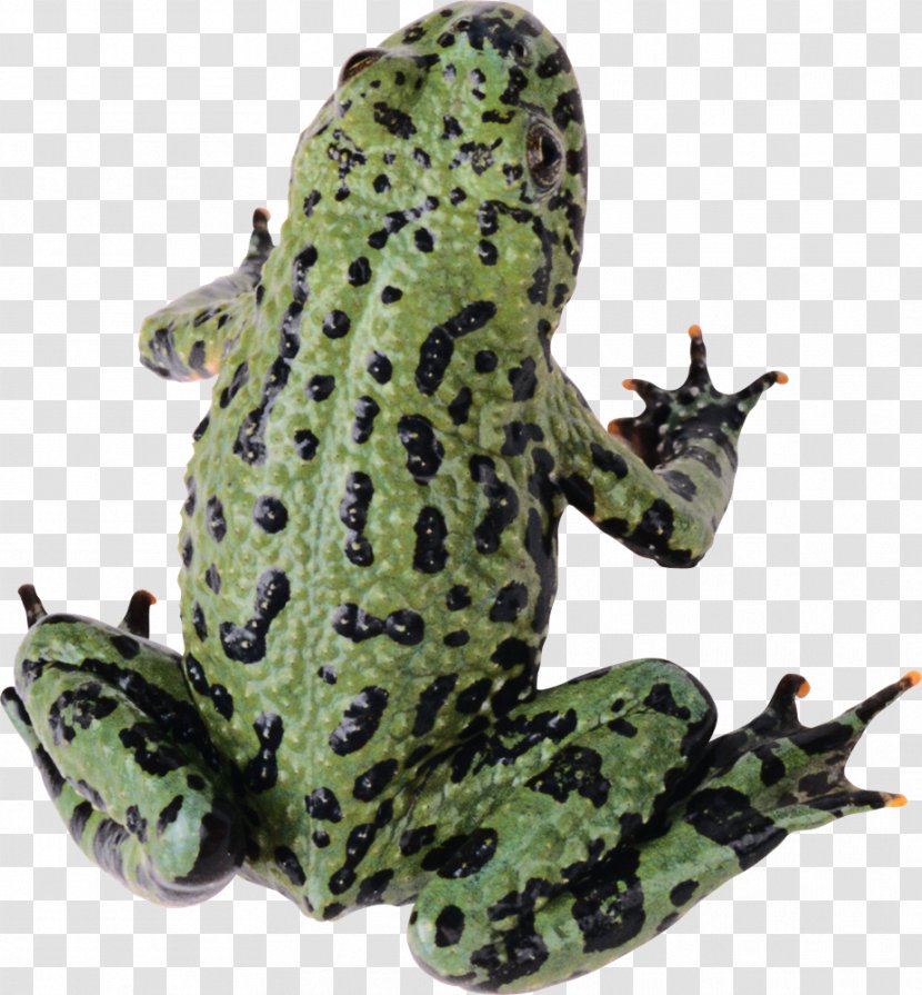 Common Frog Lithobates Clamitans Toad - Flea Transparent PNG