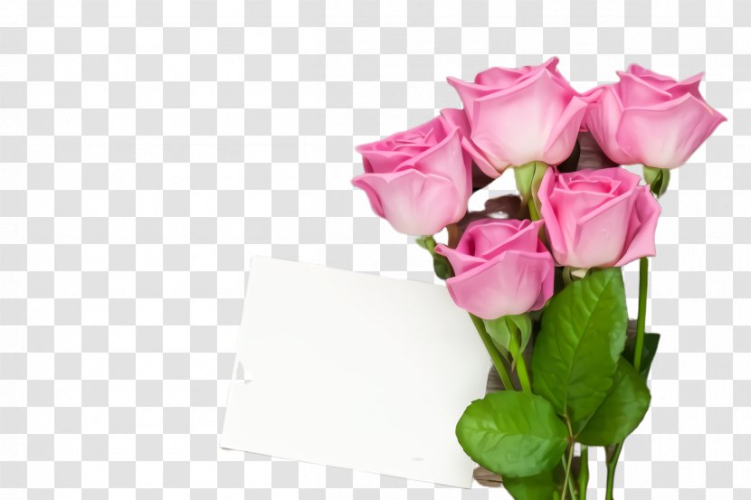 Garden Roses - Flowering Plant - Bud Rose Family Transparent PNG