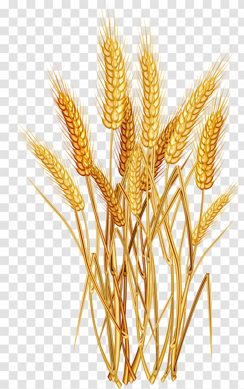 Common Wheat Ear Cereal Clip Art - Grass Family - Oats Transparent PNG