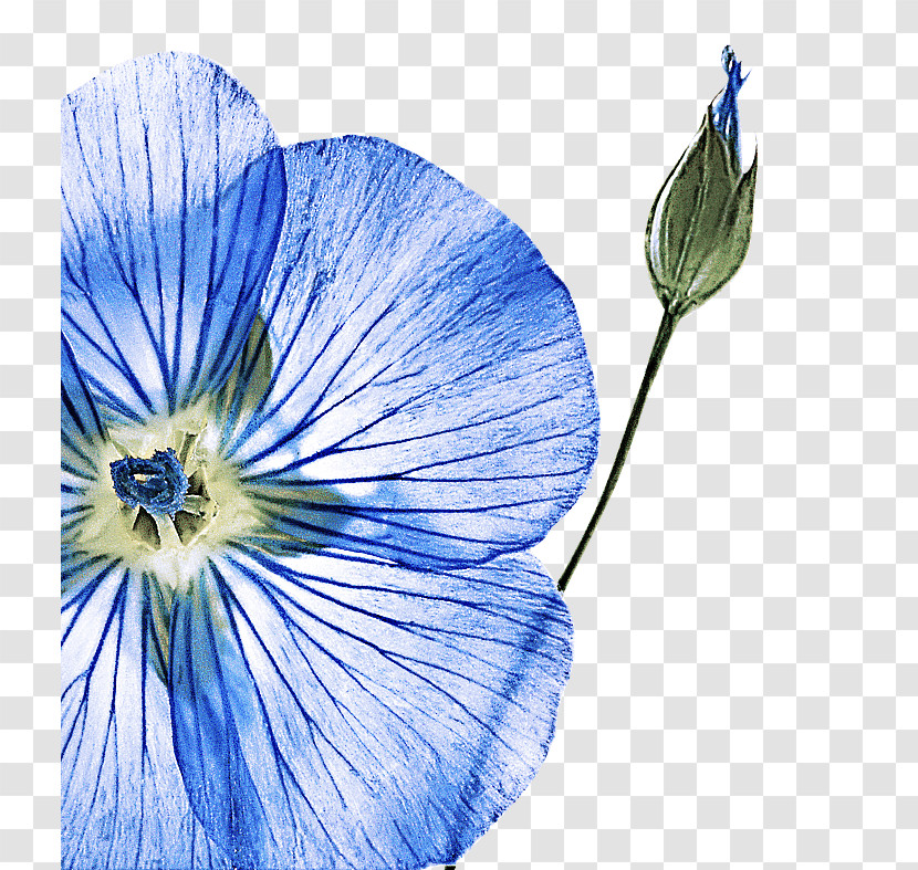 Blue Flower Plant Petal Morning Glory Transparent PNG