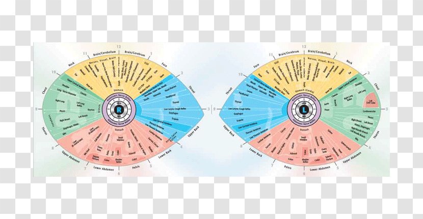 Iridology Iris Sclera Eye Reflexology - Medicine - Chart Transparent PNG