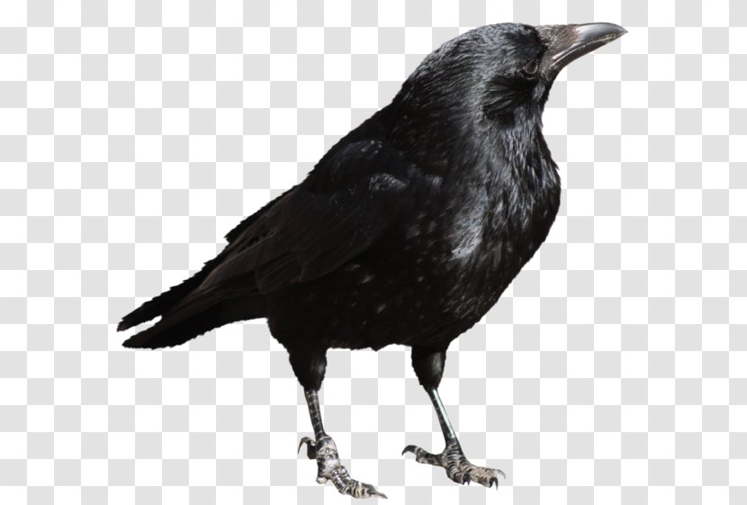 American Crow Clip Art - Fauna - Aves Transparent PNG