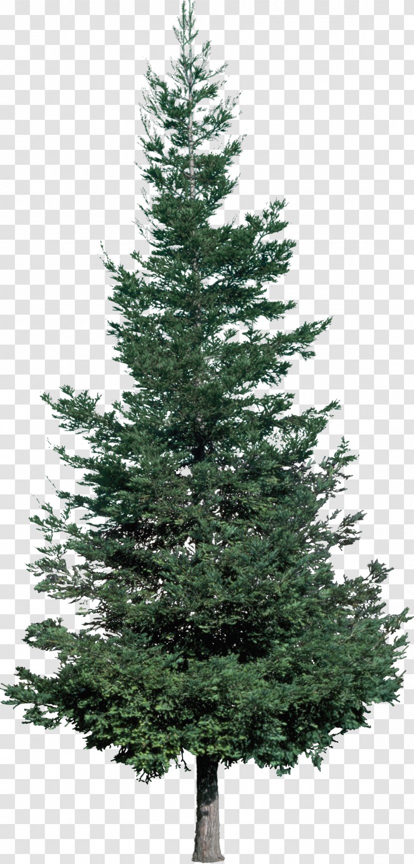 Christmas Tree Fir Pine - Conifer Transparent PNG