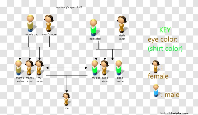 Diagram Pedigree Chart Eye Color - Text - My Family Members Transparent PNG