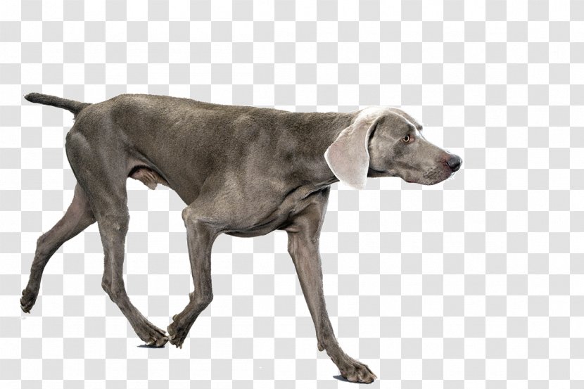 Weimaraner Plott Hound German Shorthaired Pointer Dog Breed - Shih Tzu - Puppy Transparent PNG