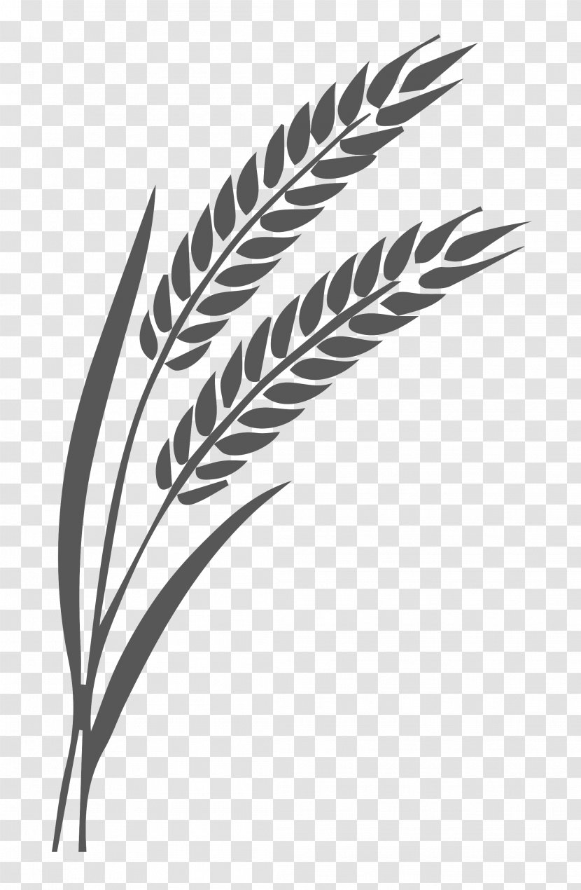 Ear Wheat Secale Cereale Vector Graphics - Leaf Transparent PNG