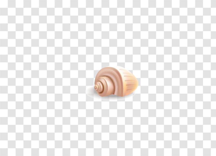 Snail Nautilida - Conch Transparent PNG